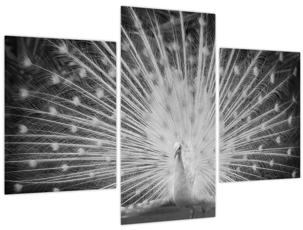 Obraz - Biely páv (90x60 cm)