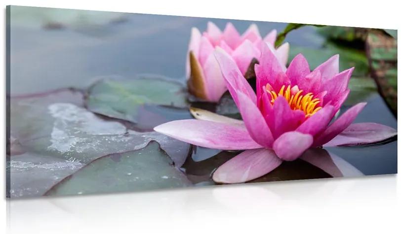 Obraz ružový lotosový kvet Varianta: 120x60