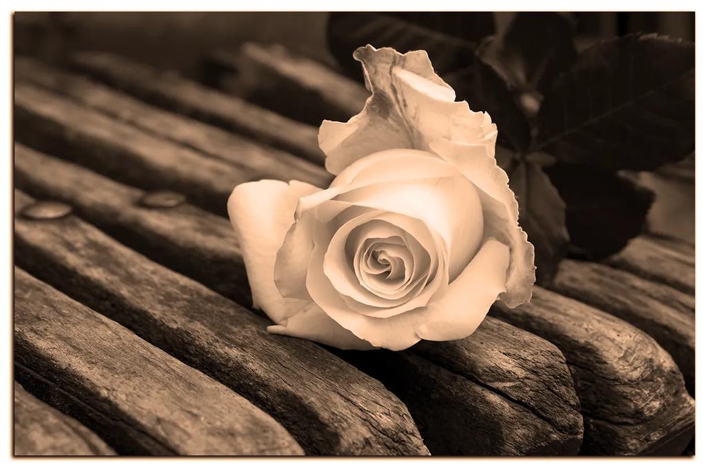 Obraz na plátne - Biela ruža na lavici 1224FA (120x80 cm)