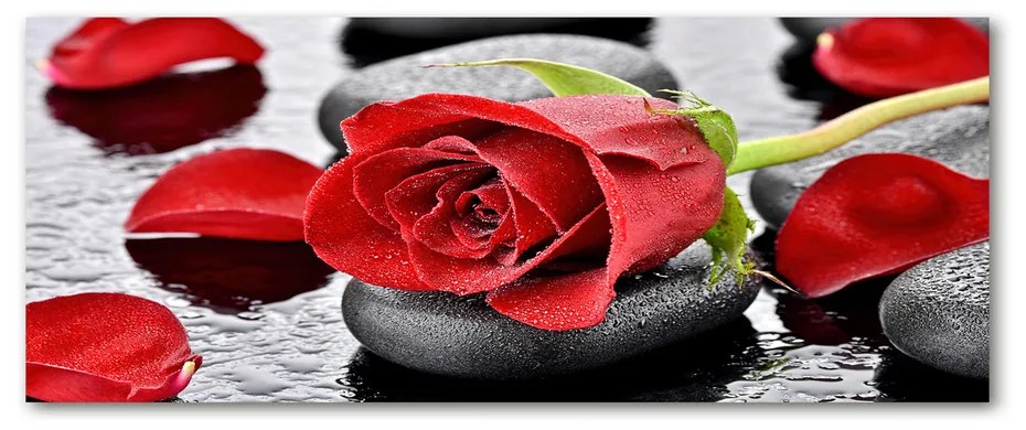 Foto obraz akrylové sklo Červená ruža pl-oa-125x50-f-69893127