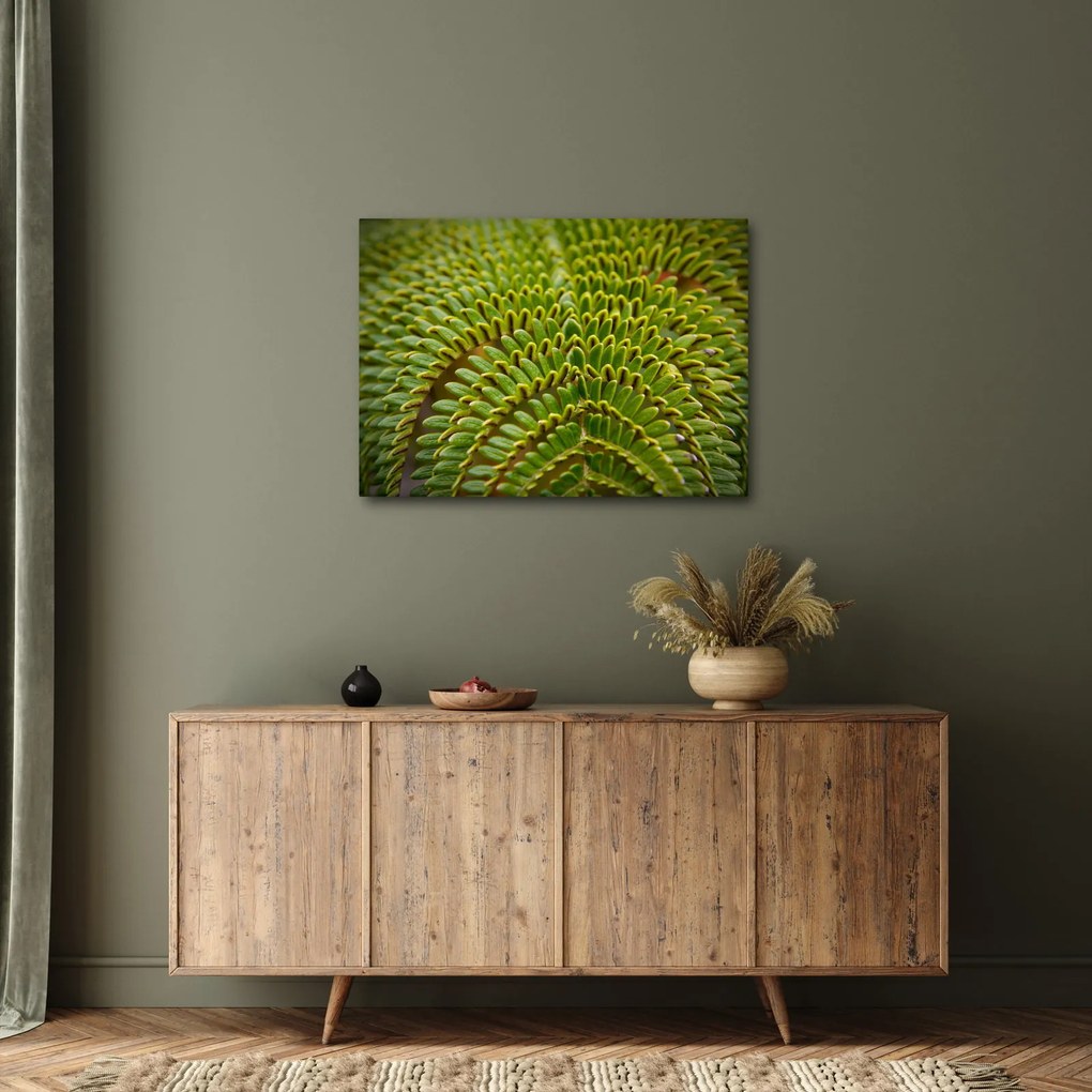 Obraz - Papraď (70x50 cm)