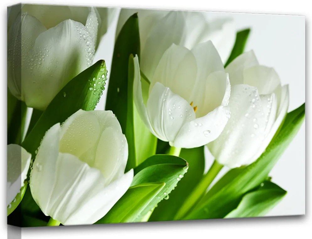 Styler Obraz na plátne - Bílé tulipány | Rozmery: 60x80 cm