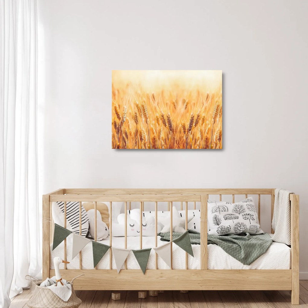 Sklenený obraz - pole s obilím (70x50 cm)