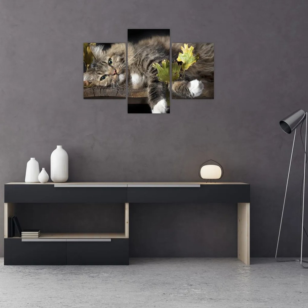 Obraz - Ležiaca mačka (90x60 cm)