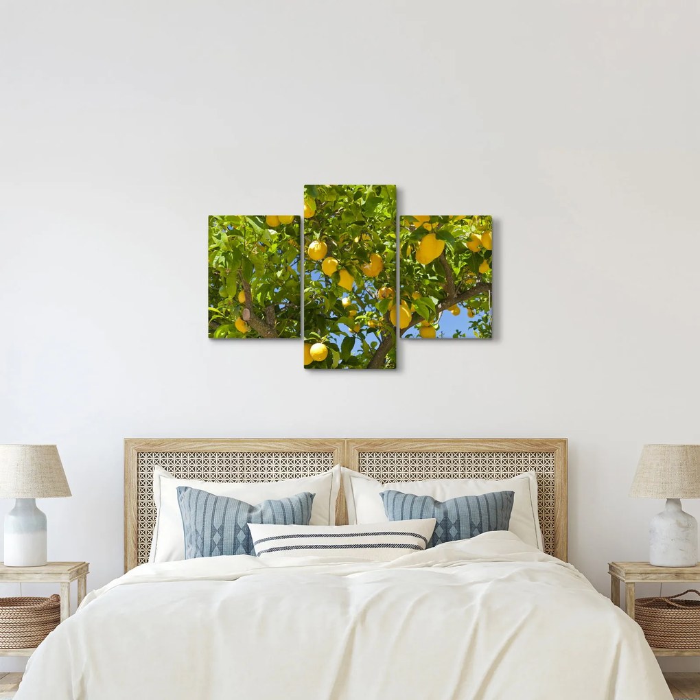 Obraz - Citrónovník (90x60 cm)