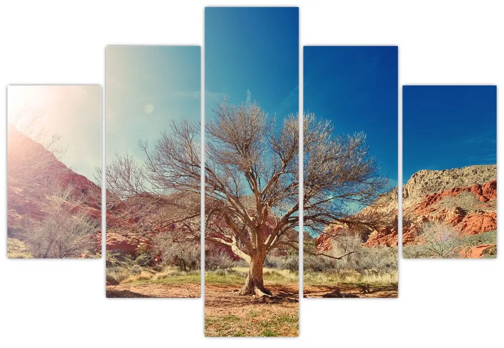 Obraz stromu v púšti (150x105 cm)