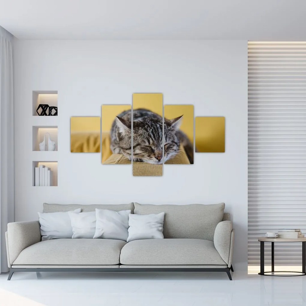 Obraz mačky na pohovke (125x70 cm), 40 ďalších rozmerov