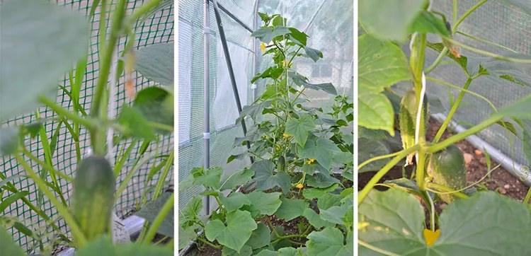 Bestent Záhradný fóliovník 2,5x4m s UV filtrom PROFI Garden