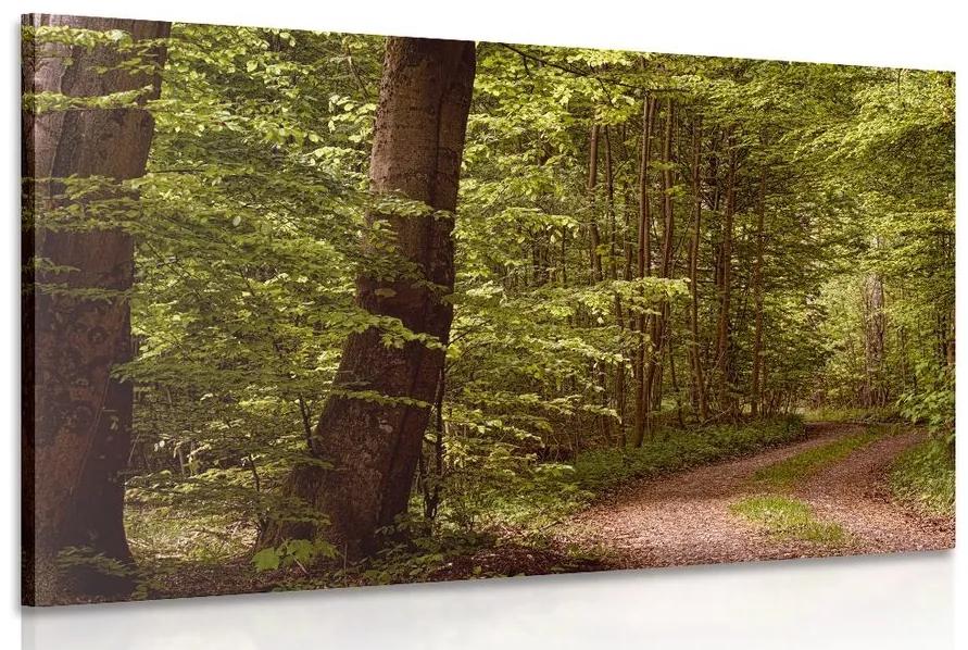 Obraz zelený les - 120x80