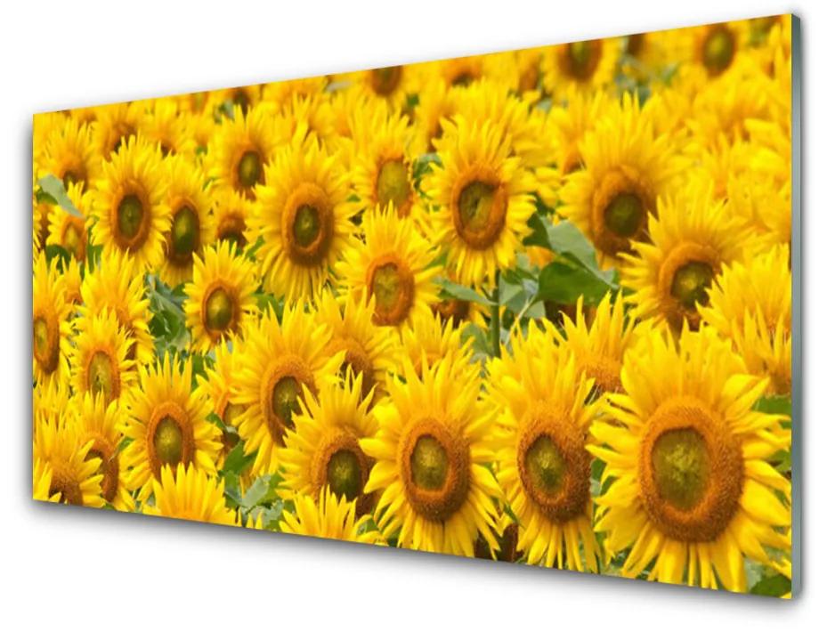 Obraz na akrylátovom skle Slunecznice rastlina 100x50 cm