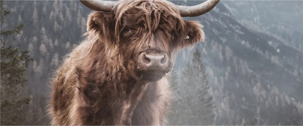 Obraz - Highlander krava (120x50 cm)