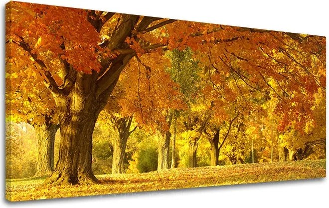 Obraz na stenu PANORÁMA STROMY ST027E13