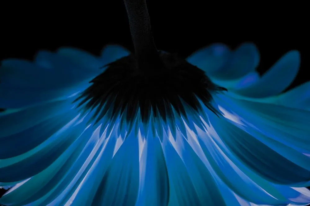 Fototapeta modrá gerbera