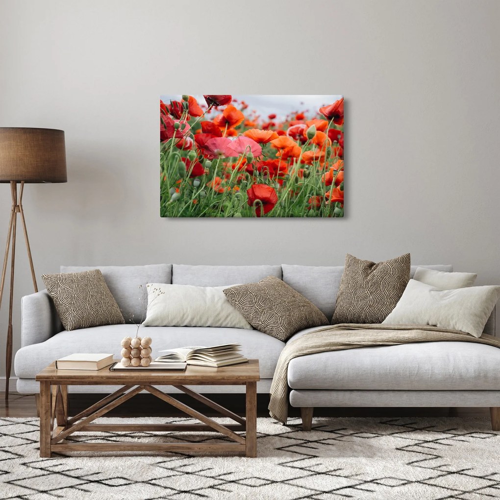 Obraz z poľa vlčích makov (90x60 cm)