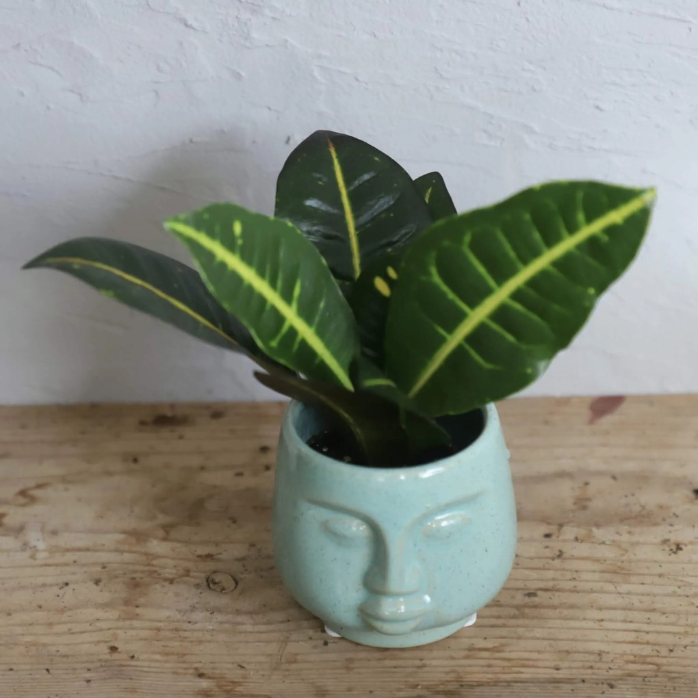 Kroton Codiaeum Petra baby