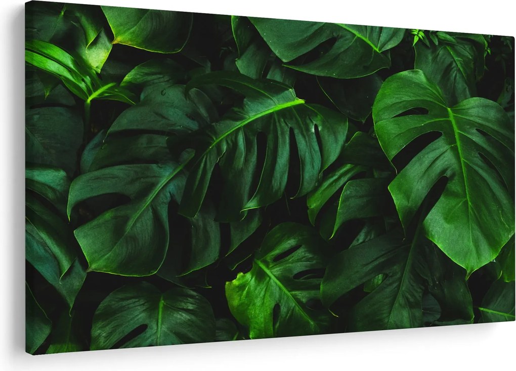 Obraz listov Monstery (90x60 cm)
