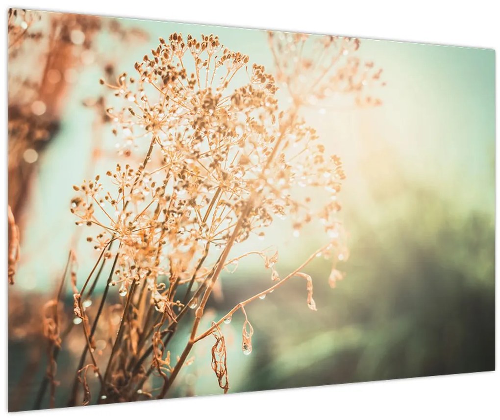 Obraz - Lúčne rastliny (90x60 cm)