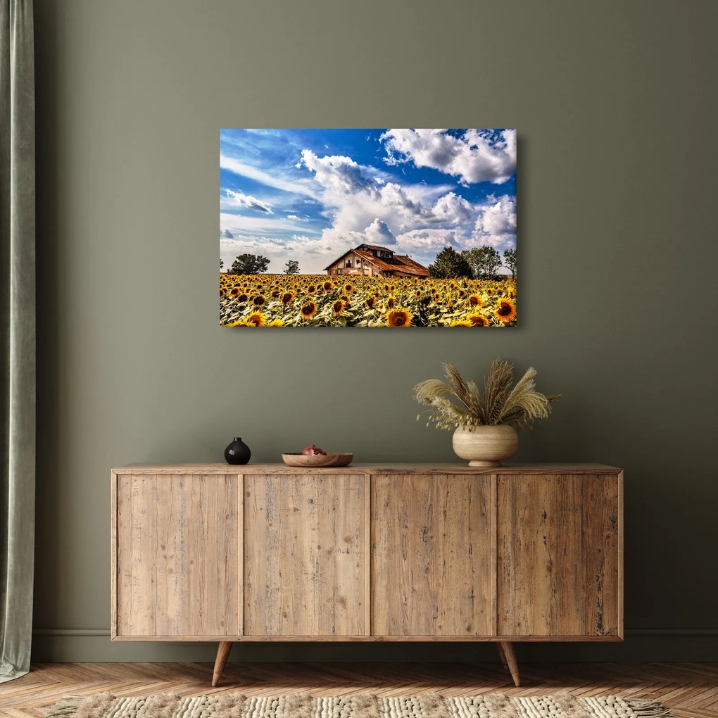 Obraz slnečnicového poľa (90x60 cm)
