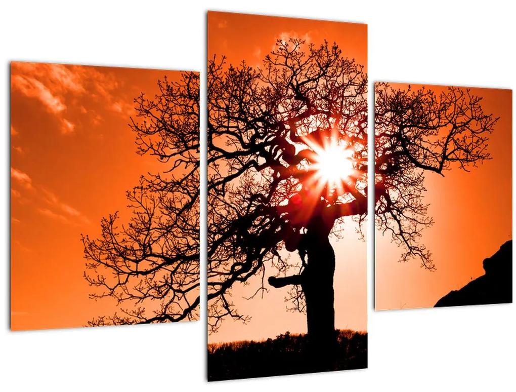 Obraz - Dub pri západe slnka (90x60 cm)