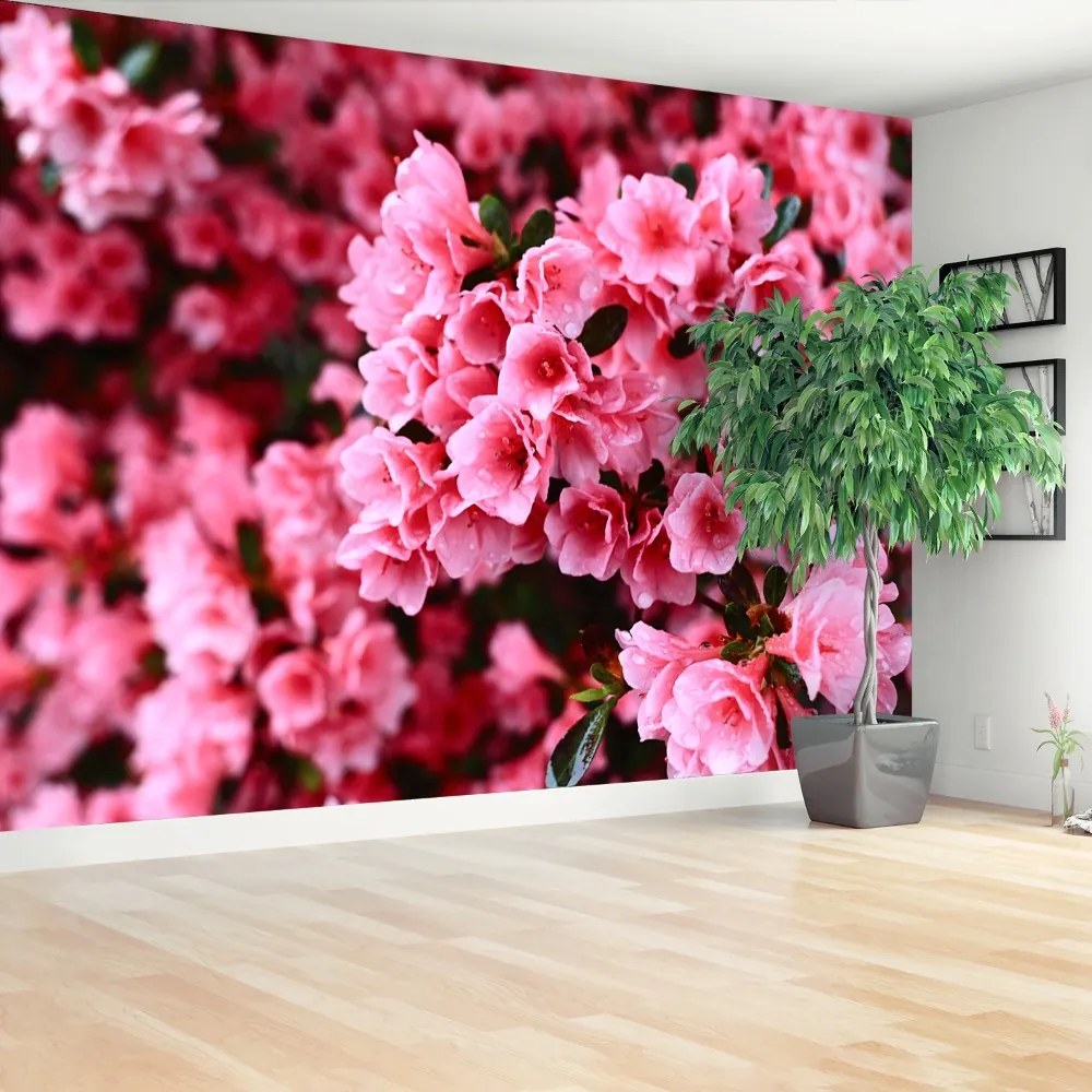 Fototapeta Vliesová Ružový rododendron 208x146 cm