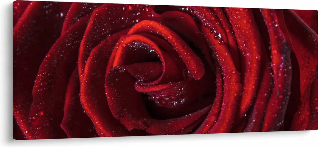 Obraz - Červená ruža s kvapkami rosy (120x50 cm)