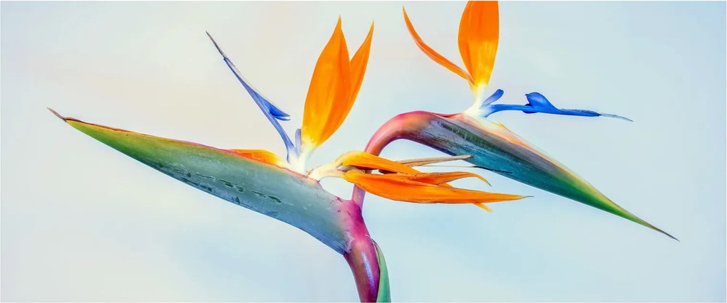 Obraz kvetu Strelícia (120x50 cm)