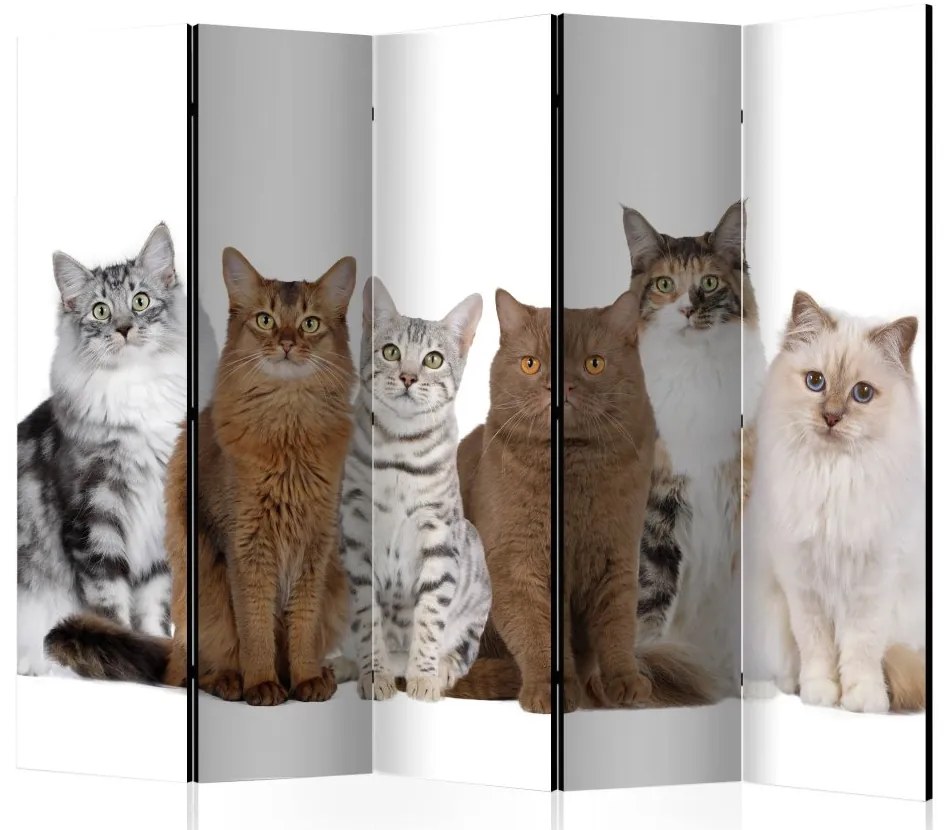 Artgeist Paraván - Sweet Cats II [Room Dividers]