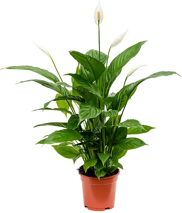 Spathiphyllum Vivaldi 17x75 cm