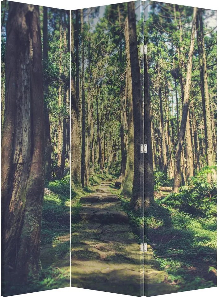 Paraván - Cesta medzi stromami (126x170 cm)