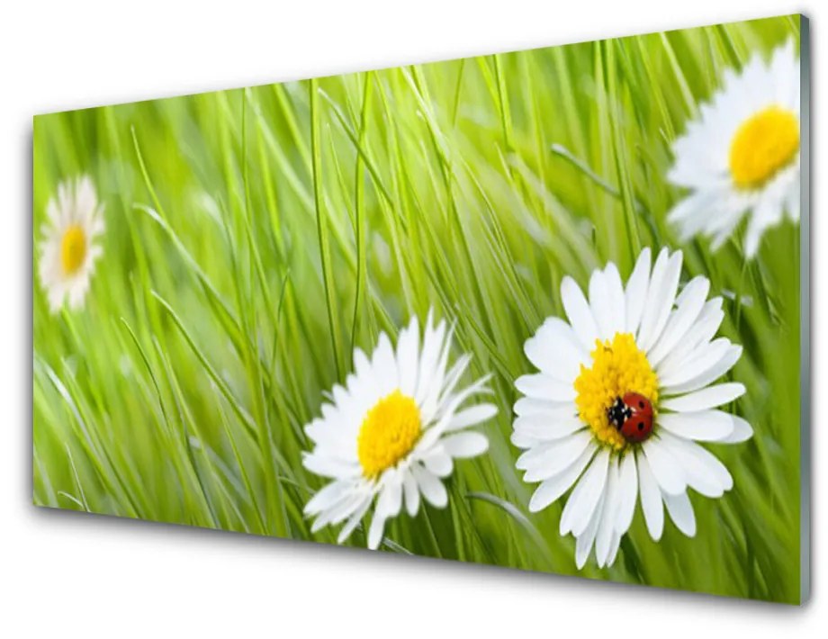 Obraz na skle Tráva sedmokrásky príroda 125x50 cm