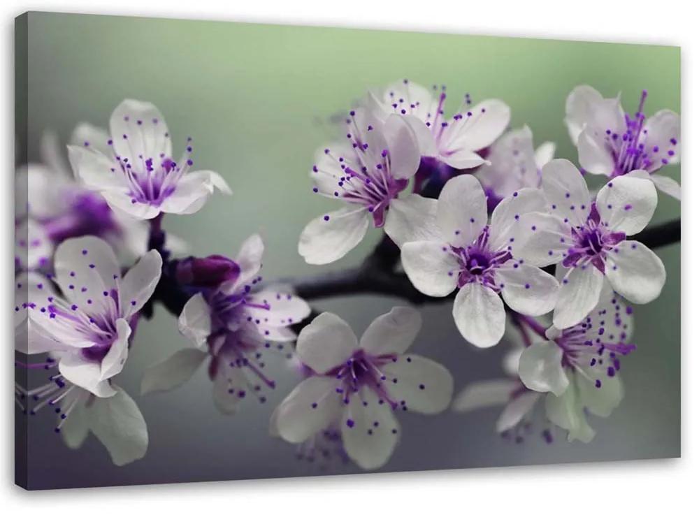 Obraz na plátně Obraz na plátněso Květ jabloně Přírodní rostlina - 60x40 cm