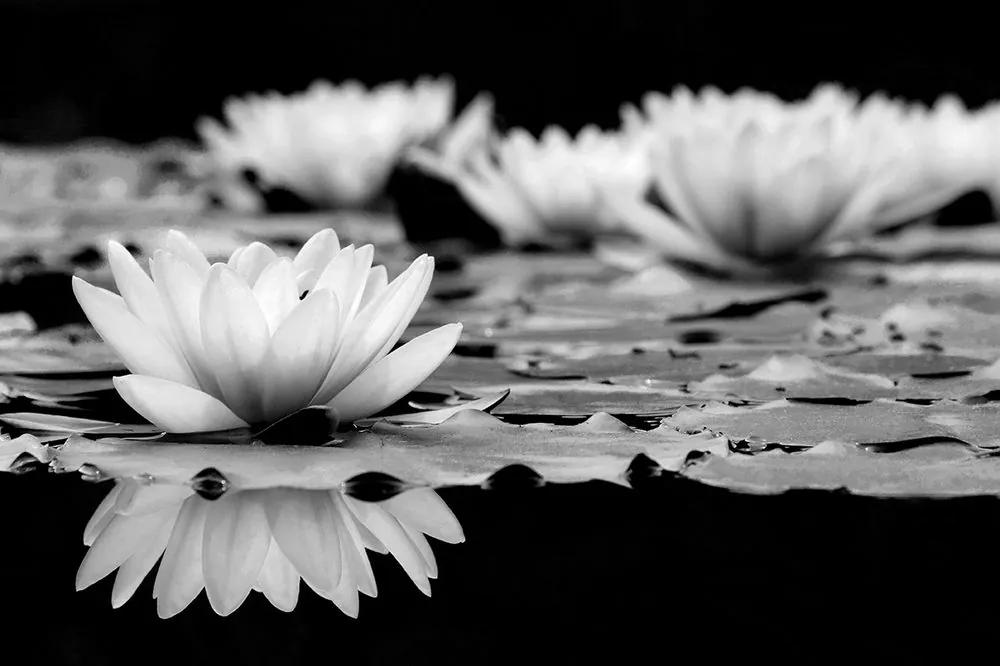 Samolepiaca fototapeta čiernobiely lotosový kvet