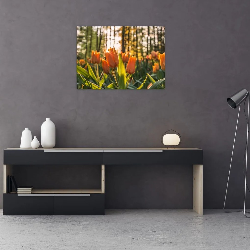 Sklenený obraz - oranžové tulipány (70x50 cm)