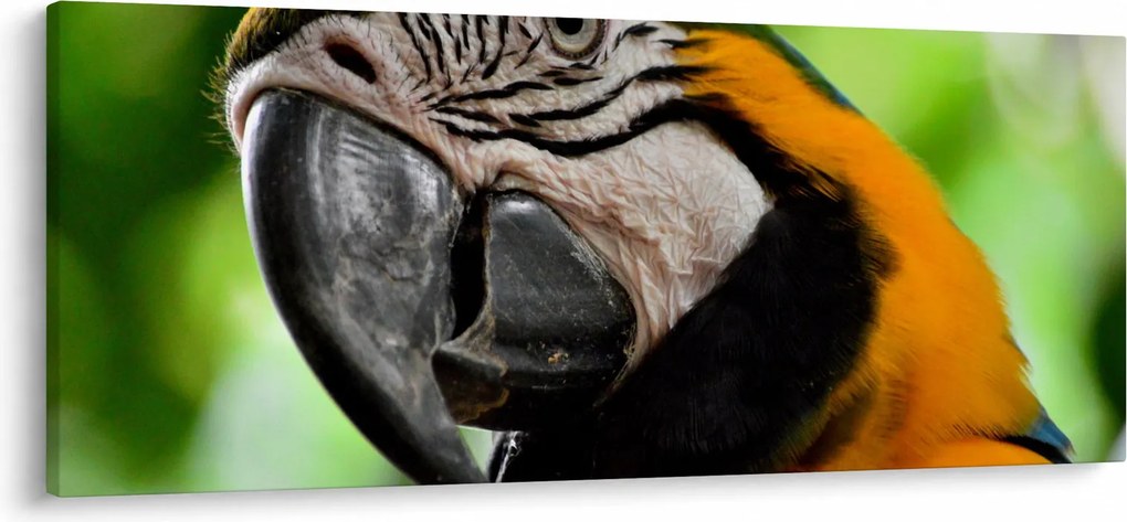 Obraz papagája (120x50 cm)