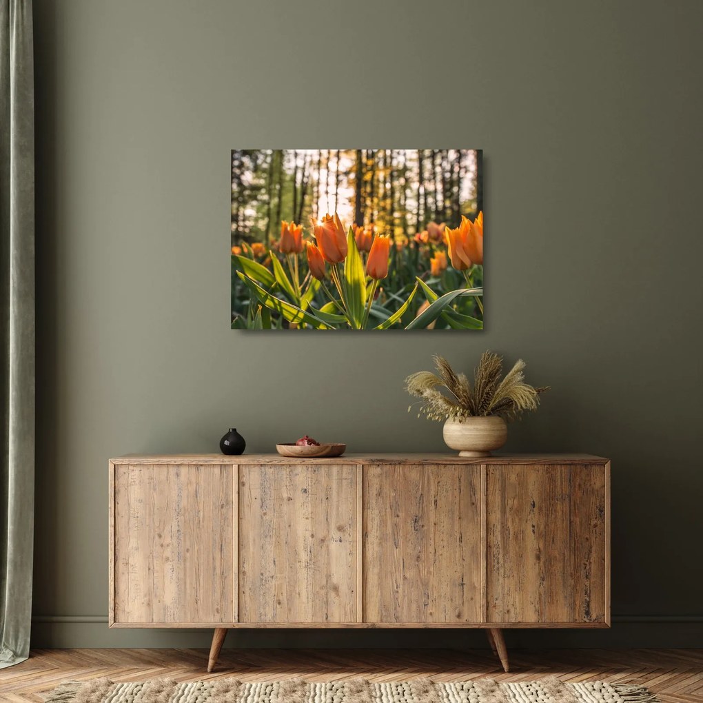 Sklenený obraz - kvety tulipánov (70x50 cm)