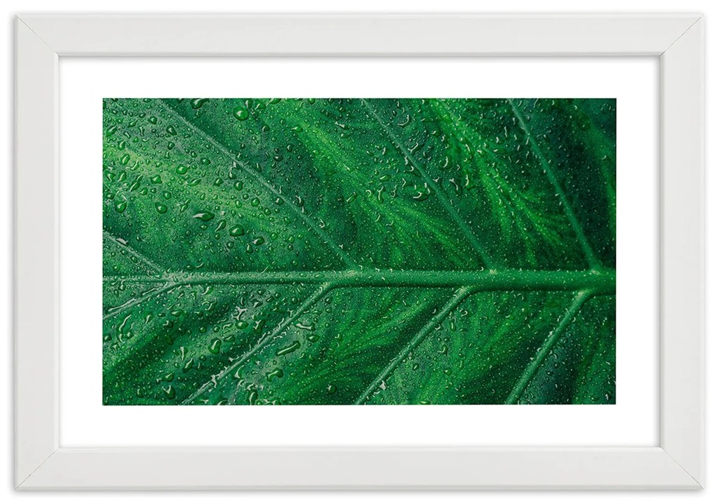 Gario Plagát Mokrý list v detailnom zábere Farba rámu: Bez rámu, Rozmery: 30 x 20 cm