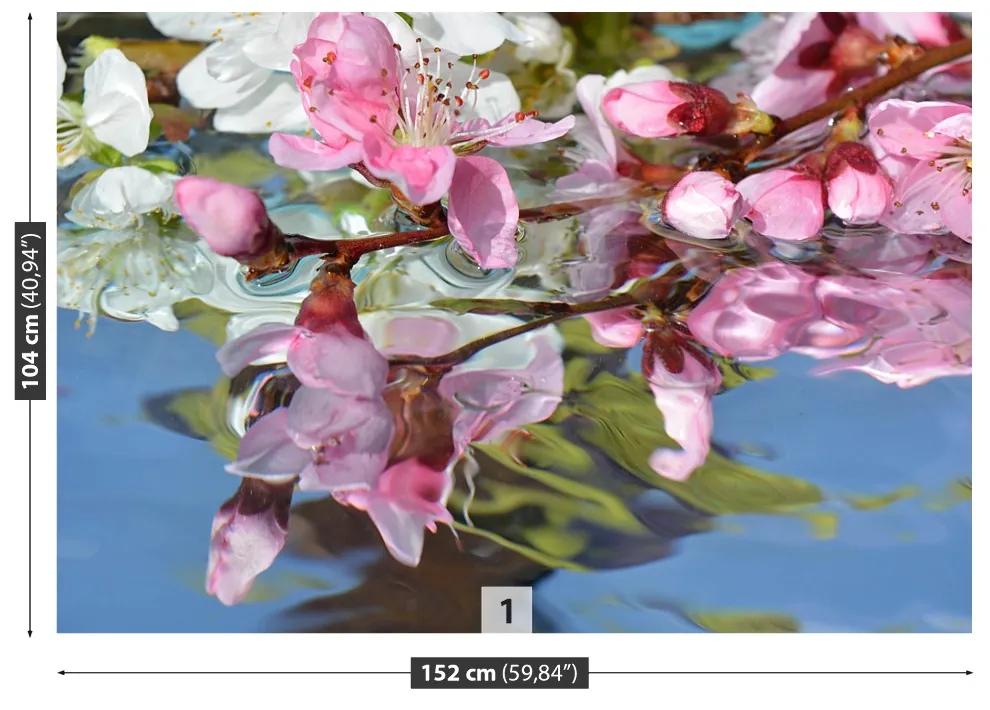 Fototapeta Vliesová Čerešňový kvet vody 312x219 cm