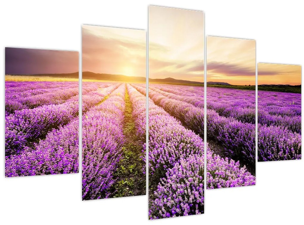 Obraz - Východ slnka v levanduľovom poli (150x105 cm)