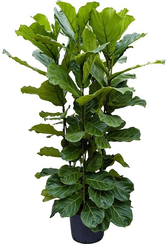 Ficus lyrata 4pp 32/26 v.140 cm