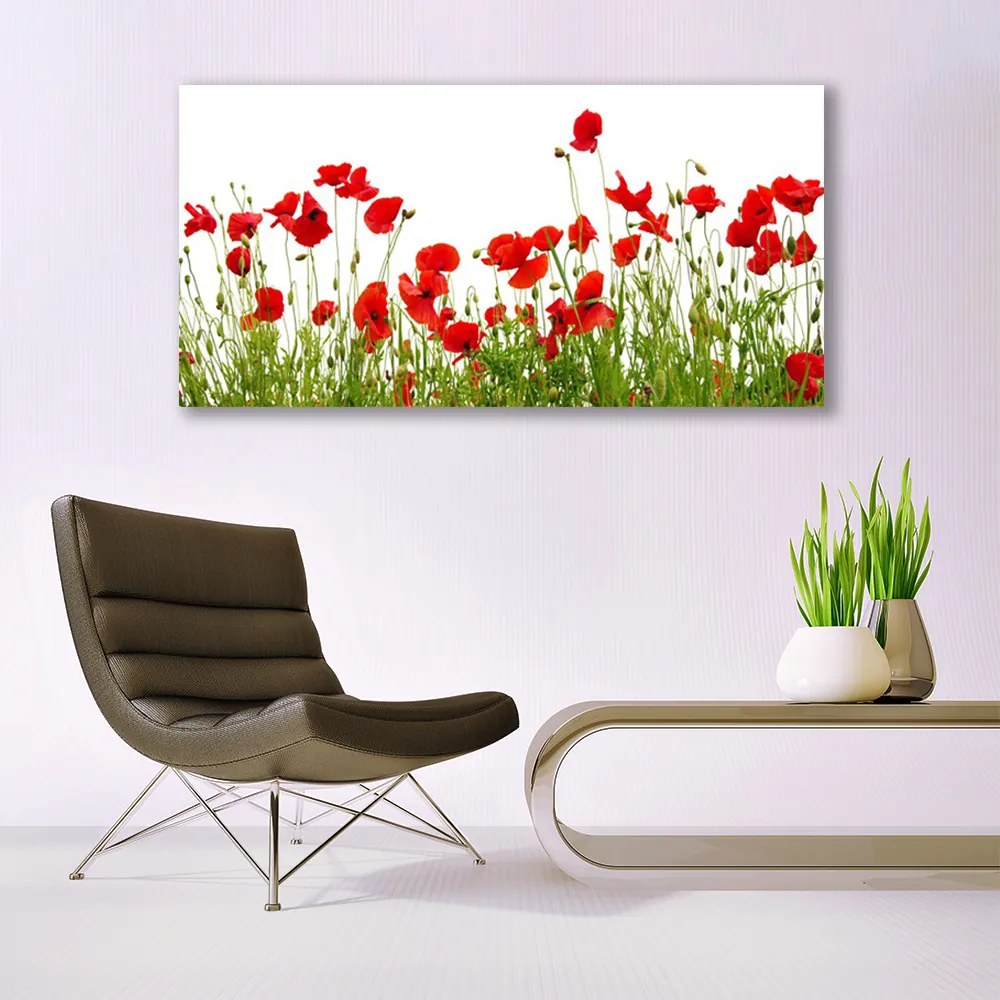 Obraz plexi Lúka maky kvety príroda 120x60 cm