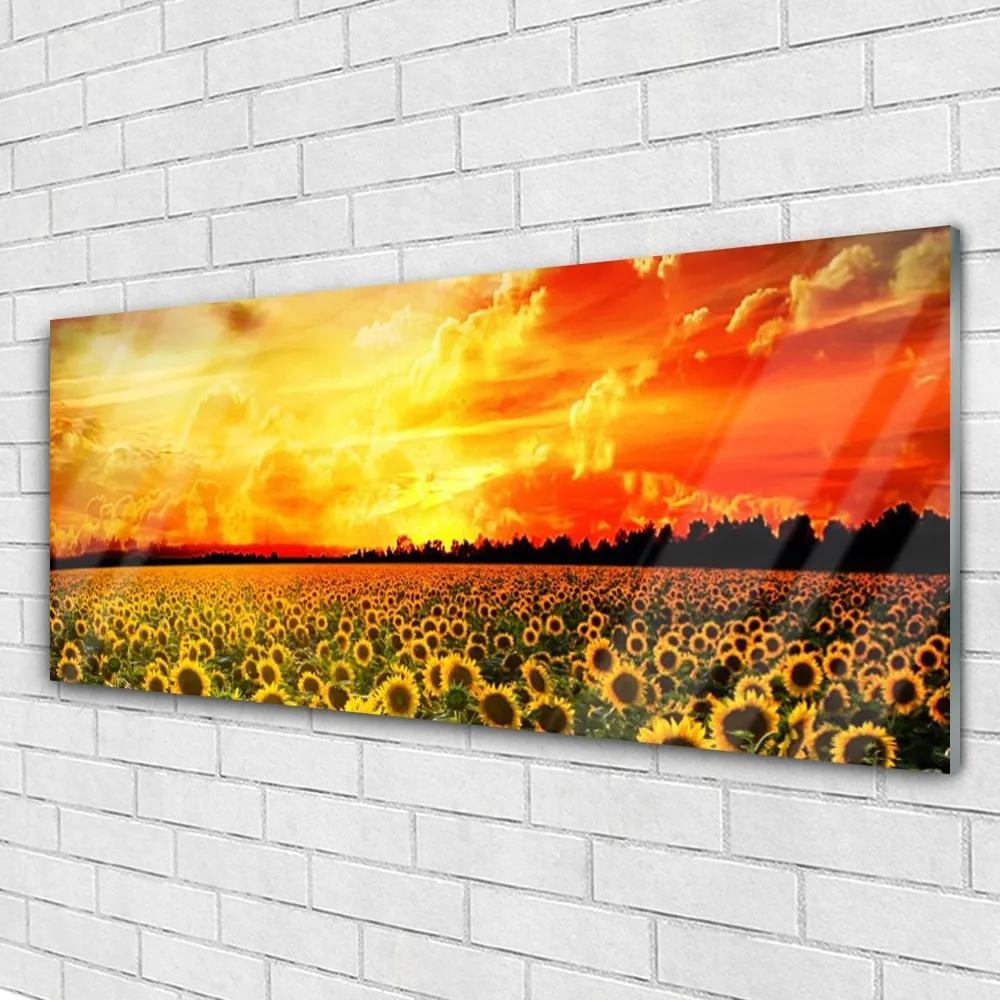 Obraz plexi Lúka slnečnica kvety 125x50 cm