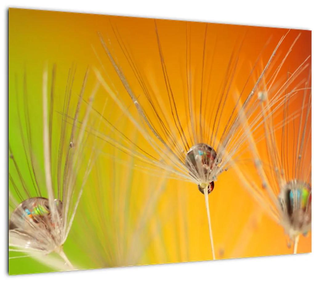 Sklenený obraz kvapiek na rastline (70x50 cm)