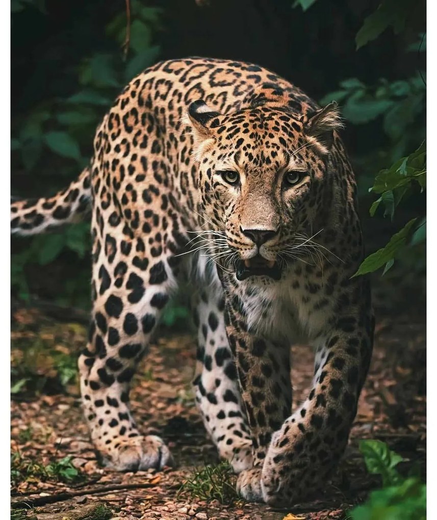 Jerry Fabrics Detská deka Leopard green, 120 x 150 cm