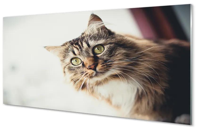 Sklenený obraz Mainská mývalia mačka 125x50 cm
