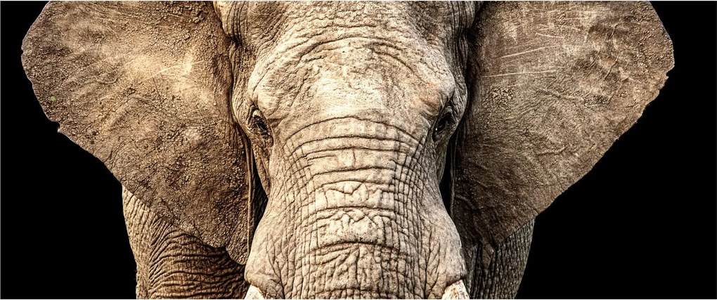 Obraz - Slon africký (120x50 cm)
