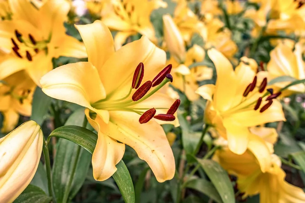 Samolepiaca fototapeta dokonalé kvety žltej ľalie
