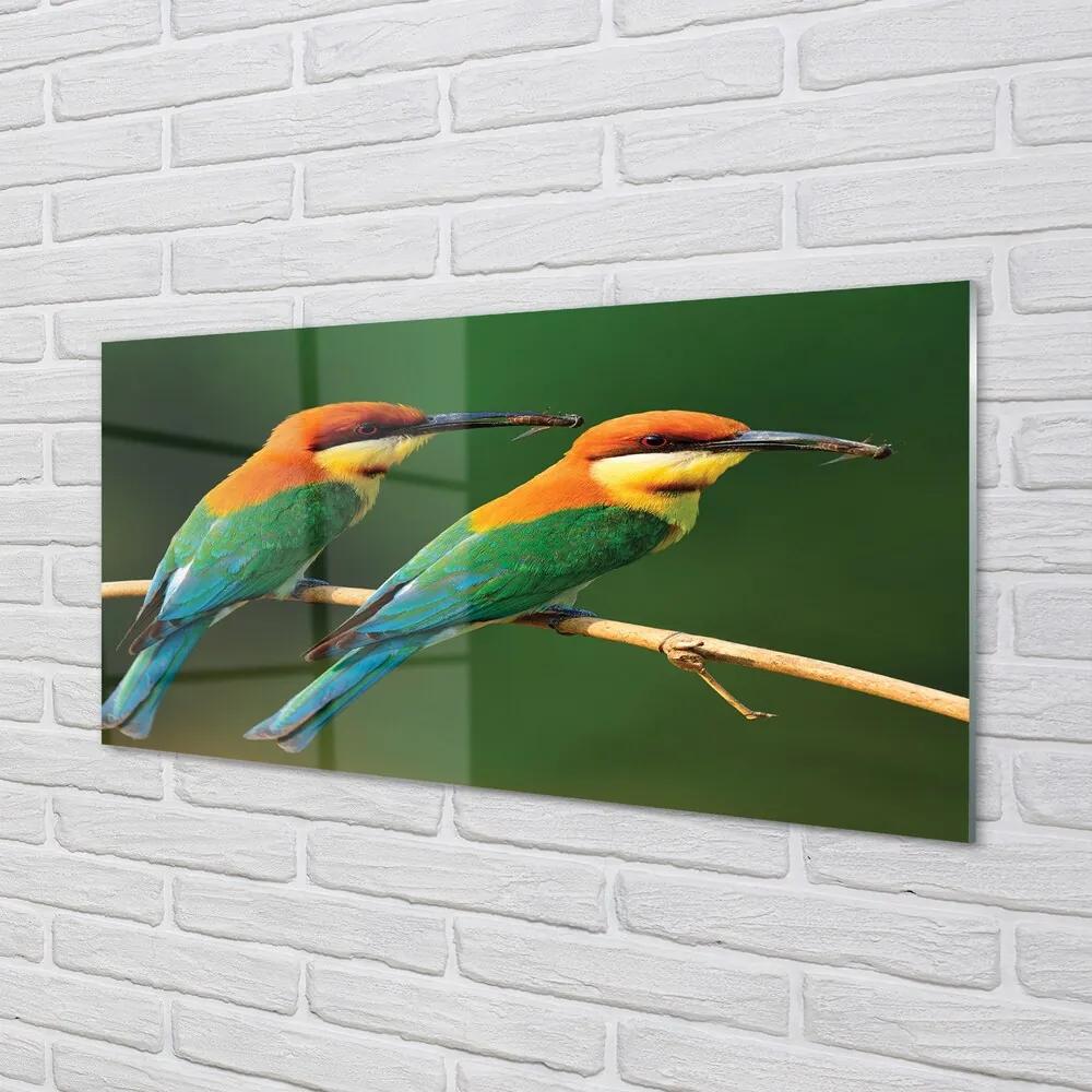 Sklenený obraz Farebné papagáj na vetve 100x50 cm
