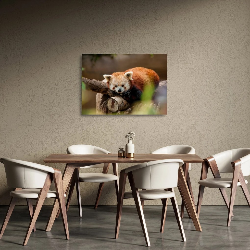 Sklenený obraz pandy červenej (70x50 cm)