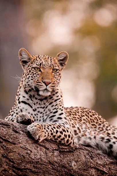 Fotografia Leopard, Chobe National Park, Botswana, Mint Images/ Art Wolfe