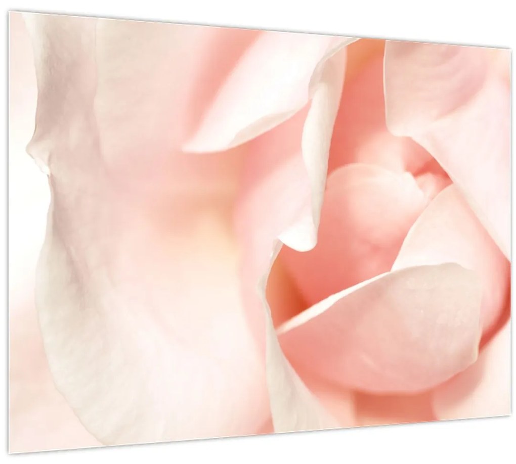 Obraz - Ruže (70x50 cm)